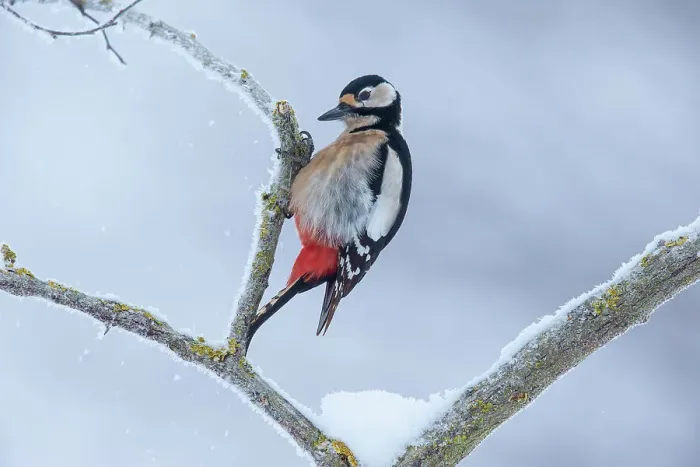 Framed Print : Great spotted woodpecker (Dendrocopos major) perched on a snow-covered branch, Germany. February Framed Print : Great spotted woodpecker (Dendrocopos major) perched on a snow-covered branch, Germany. February