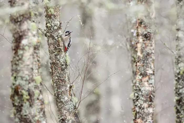 Framed Print : Great spotted woodpecker (Dendrocopos major) in snowfall, Aviemore, Highlands, Scotland Framed Print : Great spotted woodpecker (Dendrocopos major) in snowfall, Aviemore, Highlands, Scotland