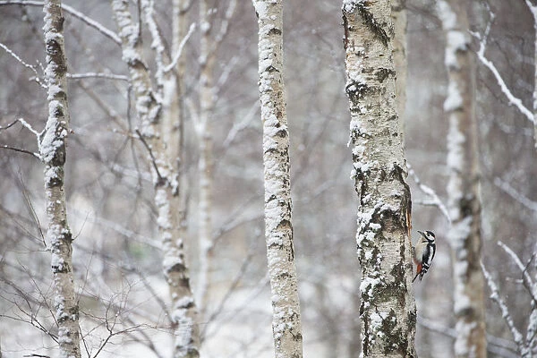 Great spotted woodpecker (Dendrocopus major) in birch forest, Cairngorms National Park