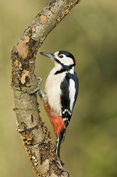 Great spotted woodpecker (Dendrocopus major) Male on branch, Hertfordshire, UK, England