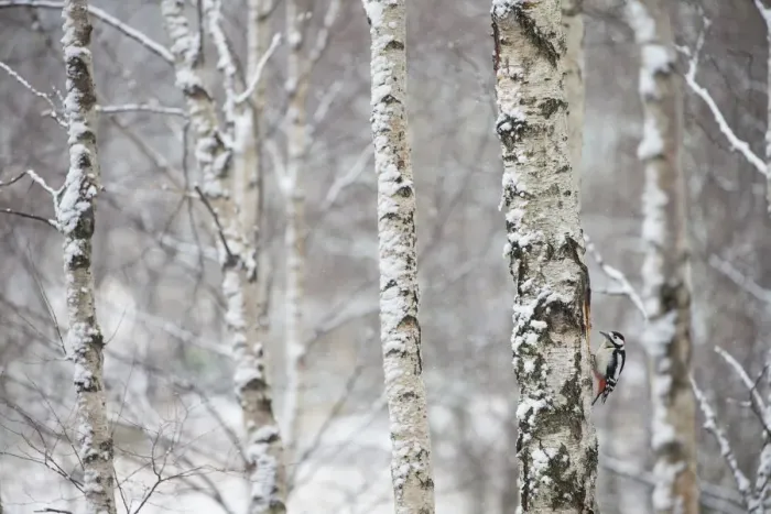 Framed Print : Great spotted woodpecker (Dendrocopus major) in birch forest, Cairngorms National Park Framed Print : Great spotted woodpecker (Dendrocopus major) in birch forest, Cairngorms National Park