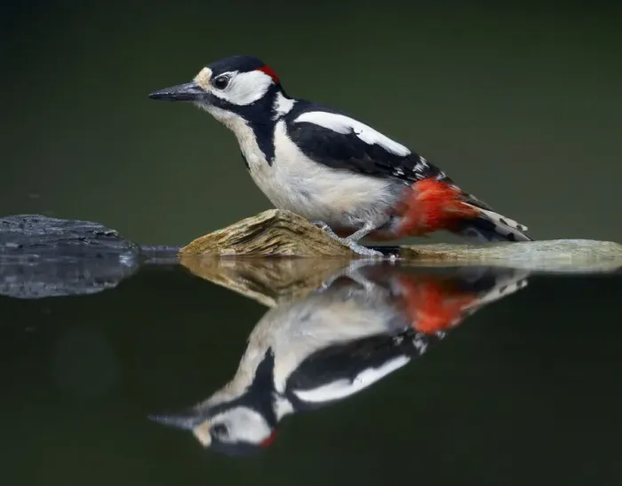 Framed Print : Great Spotted Woodpecker (Dendrocopus major) at water, Pusztaszer, Hungary, May 2008