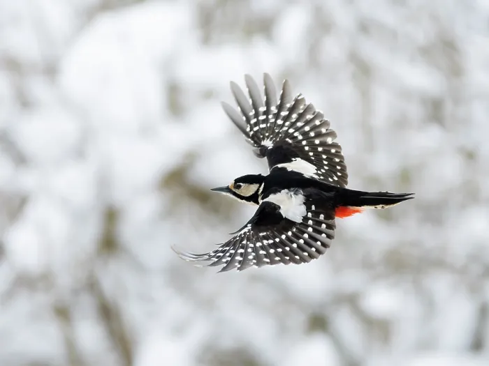 Framed Print : Great spotted woodpecker (Picoides major) female, in flight in winter, Bavaria, Germany. February Framed Print : Great spotted woodpecker (Picoides major) female, in flight in winter, Bavaria, Germany. February