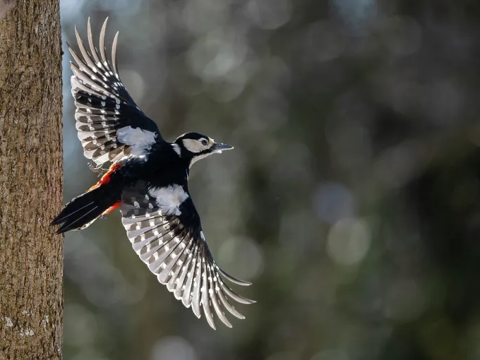 Framed Print : Great spotted woodpecker (Picoides major) female in flight, Bavaria, Germany. January