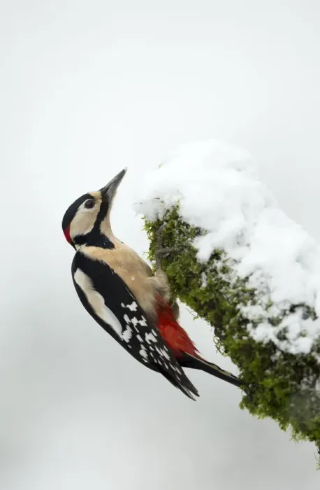 Framed Print : Great Spotted Woodpecker in snow (Dendrocopos major), Scotland, January Framed Print : Great Spotted Woodpecker in snow (Dendrocopos major), Scotland, January