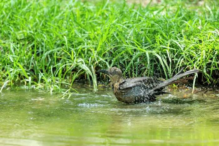 Framed Print : Great-tailed grackle (Quiscalus mexicanus) female, bathing in stream, Chapultepec Park, Mexico City, Mexico Framed Print : Great-tailed grackle (Quiscalus mexicanus) female, bathing in stream, Chapultepec Park, Mexico City, Mexico