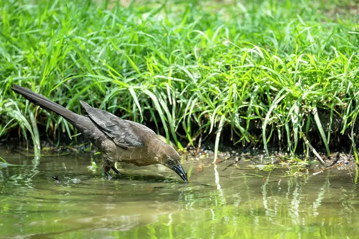 Framed Print : Great-tailed grackle (Quiscalus mexicanus) female, drinking from stream, Chapultepec Park, Mexico City, Mexico Framed Print : Great-tailed grackle (Quiscalus mexicanus) female, drinking from stream, Chapultepec Park, Mexico City, Mexico