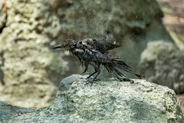 Framed Print : Great-tailed grackle (Quiscalus mexicanus) female, perched on a rock drying feathers after bathing, Chapultepec Park, Mexico City, Mexico Framed Print : Great-tailed grackle (Quiscalus mexicanus) female, perched on a rock drying feathers after bathing, Chapultepec Park, Mexico City, Mexico