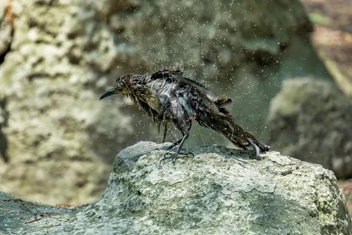 Framed Print : Great-tailed grackle (Quiscalus mexicanus) female, perched on a rock drying feathers after bathing, Chapultepec Park, Mexico City, Mexico Framed Print : Great-tailed grackle (Quiscalus mexicanus) female, perched on a rock drying feathers after bathing, Chapultepec Park, Mexico City, Mexico