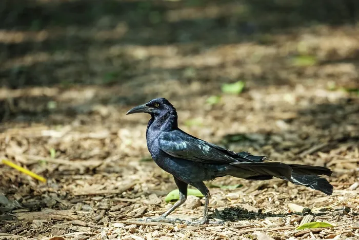 Framed Print : Great-tailed grackle (Quiscalus mexicanus) male, portrait, Capultepec Park, Mexico City, Mexico