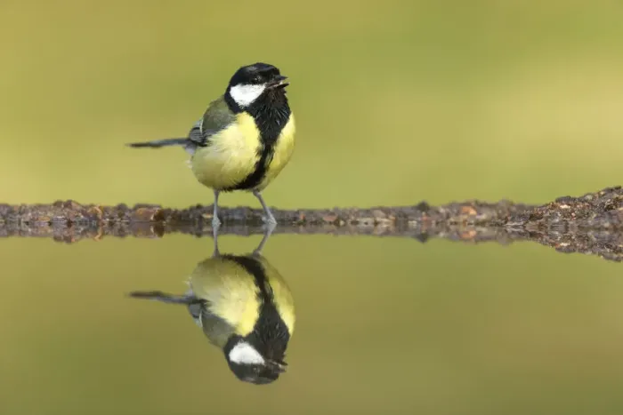 Framed Print : Great Tit (Parus major) drinking at garden pond, Scotland, UK. July Framed Print : Great Tit (Parus major) drinking at garden pond, Scotland, UK. July