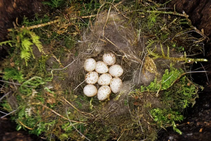 Framed Print : Great tit (Parus major) eggs in nest in a natural cave in spring, Bavaria, Germany. April