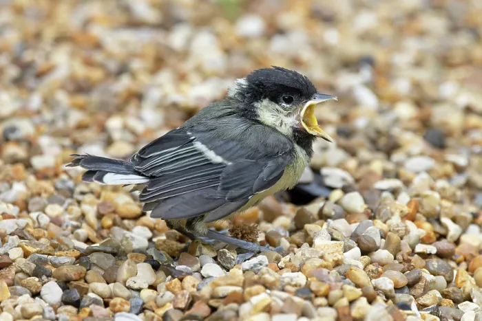 Framed Print : Great tit (Parus major) fledgling on the ground begging for food, Norfolk, England, UK. May