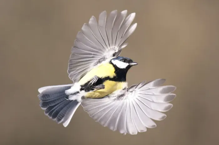 Framed Print : Great Tit (Parus major) in flight. Bavaria, Germany, December Framed Print : Great Tit (Parus major) in flight. Bavaria, Germany, December