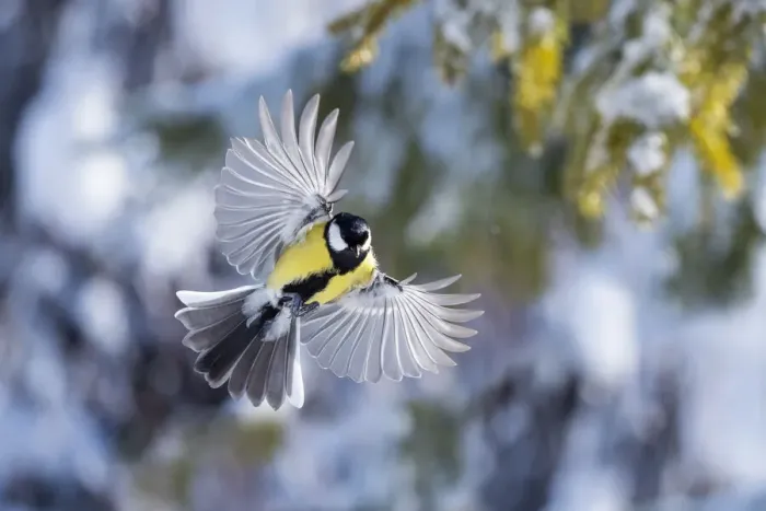 Framed Print : Great tit (Parus major) male in flight, Parus major, winter, Bavaria, Germany, February Framed Print : Great tit (Parus major) male in flight, Parus major, winter, Bavaria, Germany, February