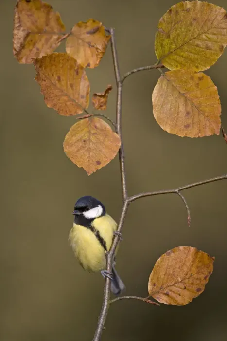 Framed Print : Great tit (Parus major) perched on autumn Beech twig, UK Framed Print : Great tit (Parus major) perched on autumn Beech twig, UK