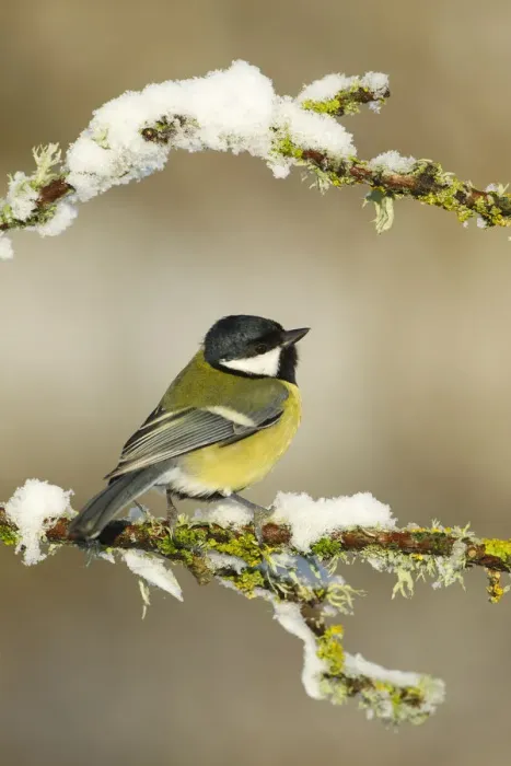 Framed Print : Great tit (Parus major) perched on branch in snow, Scotland, UK, December Framed Print : Great tit (Parus major) perched on branch in snow, Scotland, UK, December