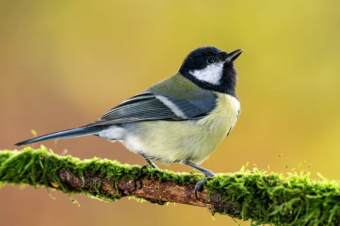 Framed Print : Great tit (Parus major) perched on branch at sunset, Lucerne, Switzerland. October Framed Print : Great tit (Parus major) perched on branch at sunset, Lucerne, Switzerland. October