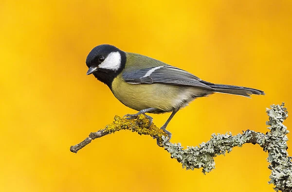 Great Tit (Parus major) perched on branch with yellow from autumn trees in the background