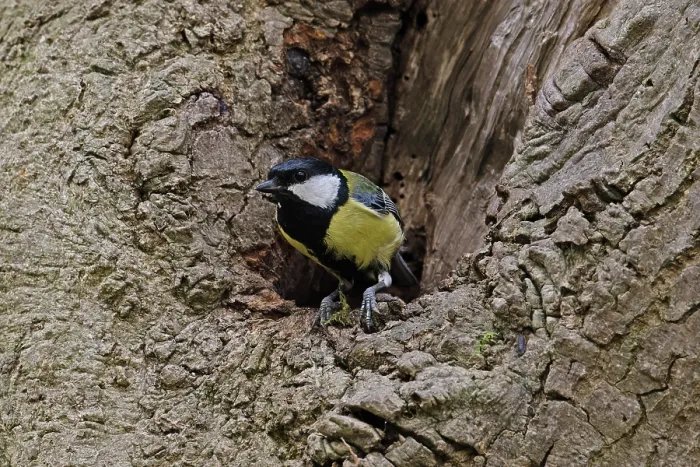 Framed Print : Great tit (Parus major) perched at entrance to tree hole nest, Snape, Suffolk, England, UK. May Framed Print : Great tit (Parus major) perched at entrance to tree hole nest, Snape, Suffolk, England, UK. May