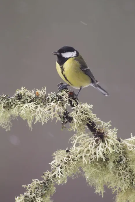 Framed Print : Great tit (Parus major) perched on lichen covered branch, with falling snow, Scotland Framed Print : Great tit (Parus major) perched on lichen covered branch, with falling snow, Scotland