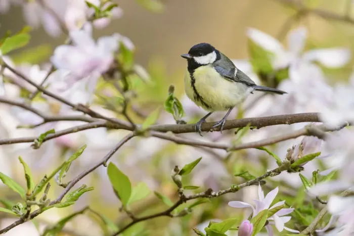 Framed Print : Great tit (Parus major) perched in magnolia tree, London, UK, April Framed Print : Great tit (Parus major) perched in magnolia tree, London, UK, April