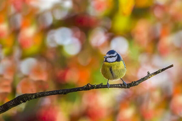 Great tit (Parus major), perched on tree, Monmouthshire, Wales, UK. December