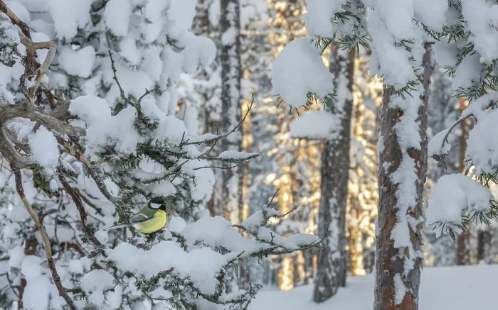 Framed Print : Great tit (Parus major) perched in tree in snow-covered forest, Finland. January Framed Print : Great tit (Parus major) perched in tree in snow-covered forest, Finland. January
