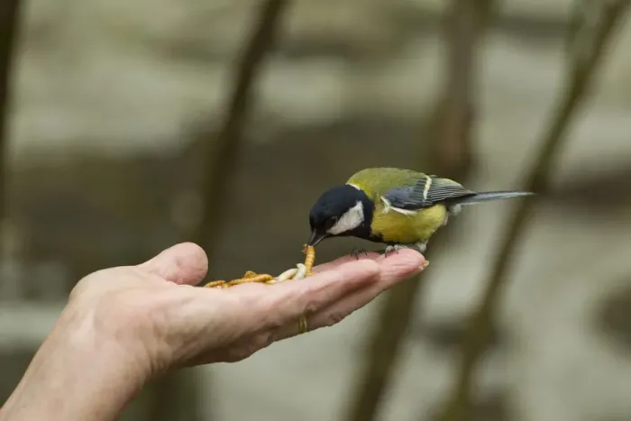 Framed Print : Great tit (Parus major) taking mealworm from persons hand, Pembrokeshire Coast National Park Framed Print : Great tit (Parus major) taking mealworm from persons hand, Pembrokeshire Coast National Park