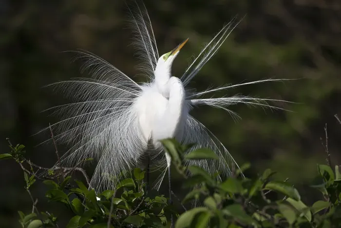 Framed Print : Great white egret (Ardea alba) displaying in rookery at Wakodahatchee Wetlands, Florida, USA
