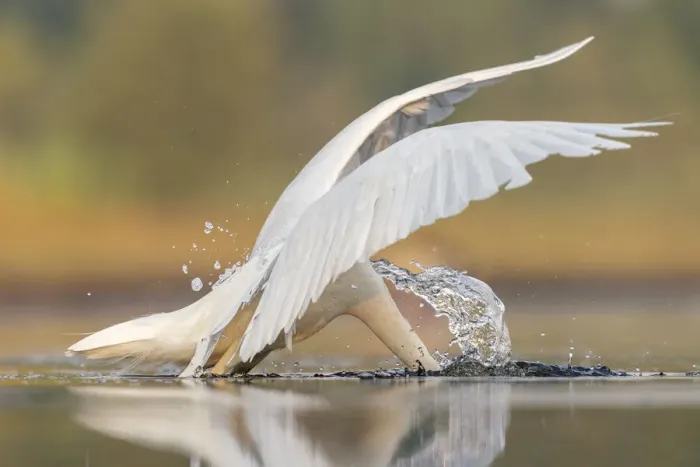 Framed Print : Great white egret (Ardea alba) diving to catch prey in shallow pond Framed Print : Great white egret (Ardea alba) diving to catch prey in shallow pond