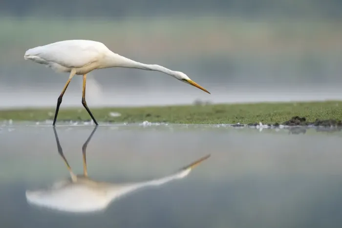 Framed Print : Great white egret (Ardea alba) fishing in shallow pond, Valkenhorst Nature Reserve Framed Print : Great white egret (Ardea alba) fishing in shallow pond, Valkenhorst Nature Reserve