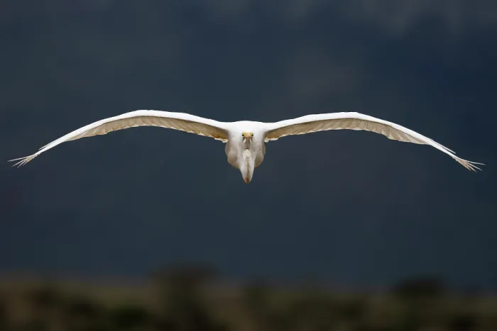 Framed Print : Great white egret (Ardea alba) in flight, Zimanga game reserve, South Africa Framed Print : Great white egret (Ardea alba) in flight, Zimanga game reserve, South Africa