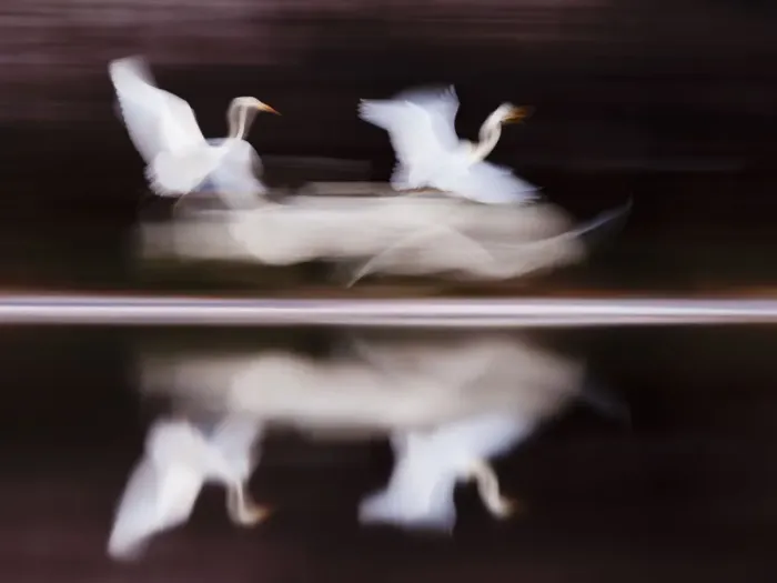 Framed Print : Great White Egret (Ardea alba) flying above lake blurred motion photograph, Kiskunsagi Framed Print : Great White Egret (Ardea alba) flying above lake blurred motion photograph, Kiskunsagi