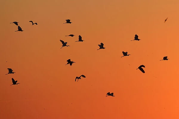 Great white egret (Ardea alba) group flying at sunset, Anklamer stadtbruch, Stettiner Haff