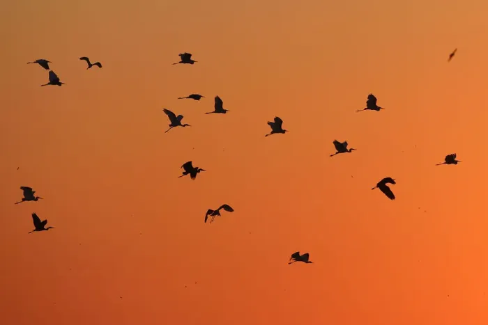 Framed Print : Great white egret (Ardea alba) group flying at sunset, Anklamer stadtbruch, Stettiner Haff Framed Print : Great white egret (Ardea alba) group flying at sunset, Anklamer stadtbruch, Stettiner Haff