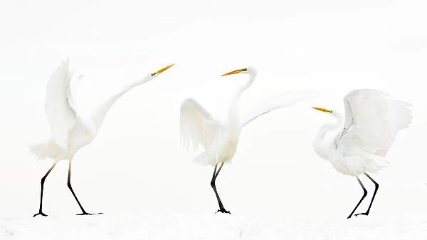 Great white egret (Ardea alba) group of three in winter, Kiskunsag National Park, Hungary