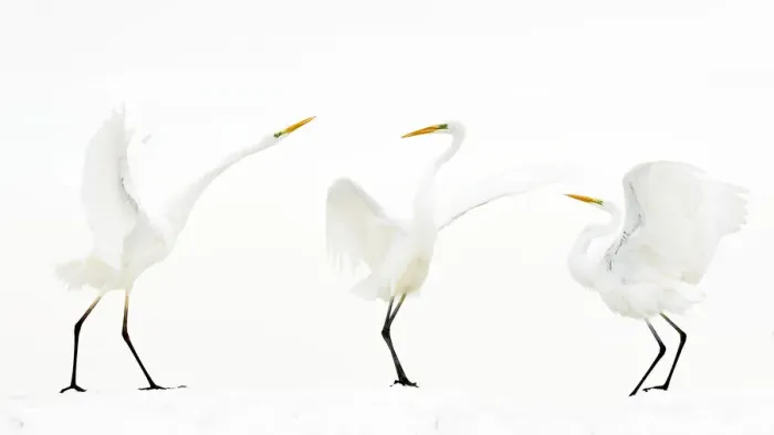 Framed Print : Great white egret (Ardea alba) group of three in winter, Kiskunsag National Park, Hungary