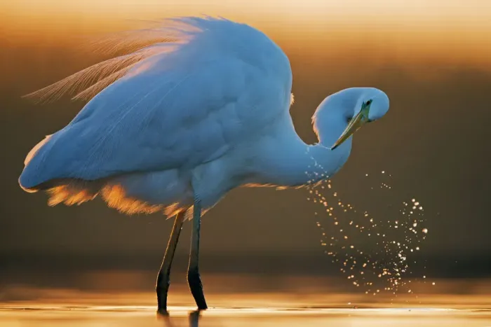 Framed Print : Great white egret (Ardea alba) splashing, Hungary, January Framed Print : Great white egret (Ardea alba) splashing, Hungary, January