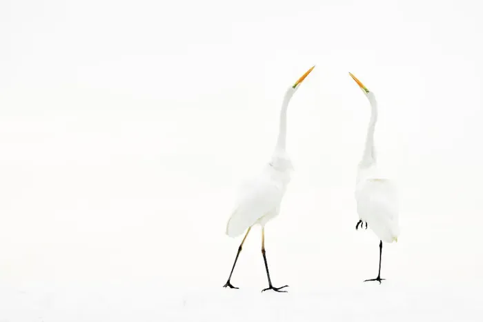 Framed Print : Two Great white egret (Ardea alba) in winter, Kiskunsag National Park, Hungary. December Framed Print : Two Great white egret (Ardea alba) in winter, Kiskunsag National Park, Hungary. December