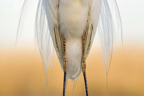 Great white egret (Egretta alba) detail of plumage and legs from the front, Pusztaszer