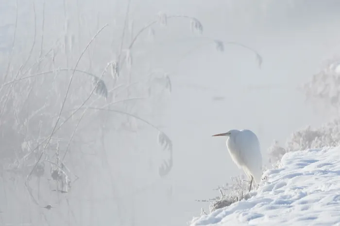 Framed Print : Great white egret (Egretta alba) perched on snow in morning mist, Upper Bavaria, Germany. January Framed Print : Great white egret (Egretta alba) perched on snow in morning mist, Upper Bavaria, Germany. January