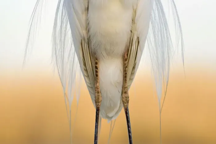 Framed Print : Great white egret (Egretta alba) detail of plumage and legs from the front, Pusztaszer Framed Print : Great white egret (Egretta alba) detail of plumage and legs from the front, Pusztaszer