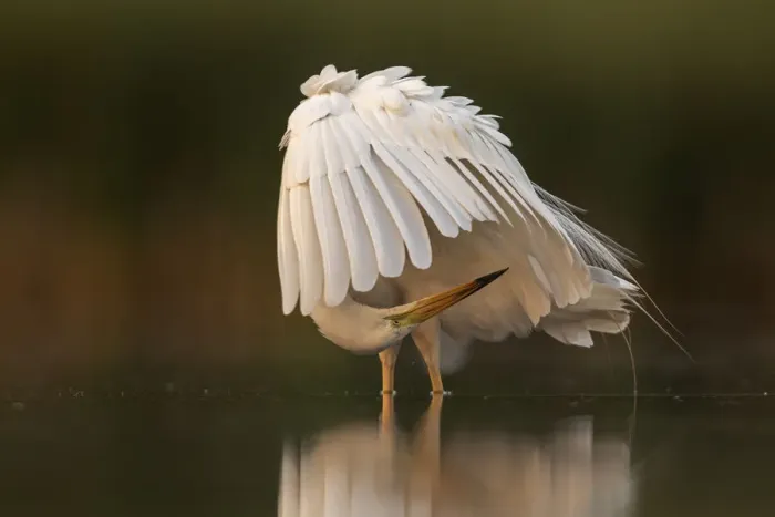 Framed Print : Great white egret (Egretta Alba) preening its feathers, Valkenhorst Nature Reserve Framed Print : Great white egret (Egretta Alba) preening its feathers, Valkenhorst Nature Reserve