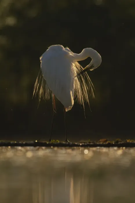Framed Print : Great white egret (Egretta / Ardea alba) Pusztaszer protected landscape, Kiskunsagi Framed Print : Great white egret (Egretta / Ardea alba) Pusztaszer protected landscape, Kiskunsagi
