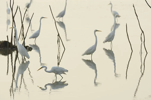 Great white egrets (Casmerodius albus) reflected in Pulicat Lake, Tamil Nadu, India, January 2013