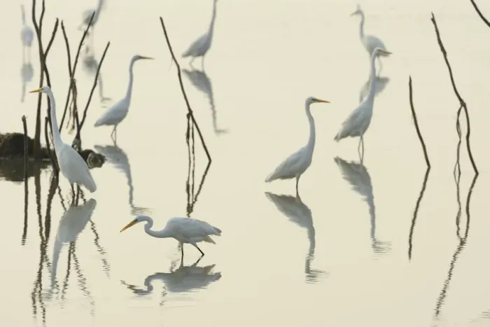 Framed Print : Great white egrets (Casmerodius albus) reflected in Pulicat Lake, Tamil Nadu, India, January 2013 Framed Print : Great white egrets (Casmerodius albus) reflected in Pulicat Lake, Tamil Nadu, India, January 2013