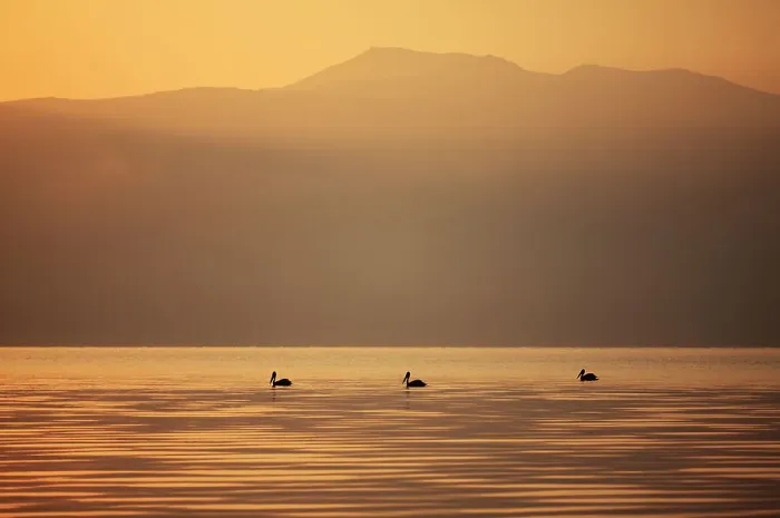 Framed Print : Three Great white pelicans (Pelecanus onocrotalus) silhouetted against the sunrise over Mount Golema (2179m) and Mount Pelister (2600m ) in the Pelister National Park, viewed from Stenje village across Lake Macro Prespa, Galicica National Park Framed Print : Three Great white pelicans (Pelecanus onocrotalus) silhouetted against the sunrise over Mount Golema (2179m) and Mount Pelister (2600m ) in the Pelister National Park, viewed from Stenje village across Lake Macro Prespa, Galicica National Park