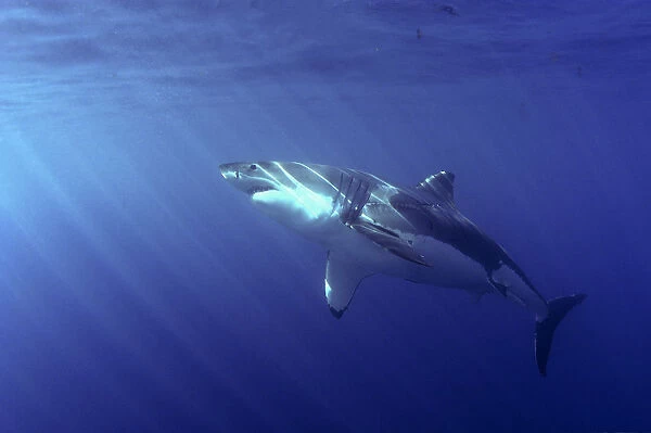 Great white shark (Carcharodon carcharias) underwater, Guadalupe Island, Mexico