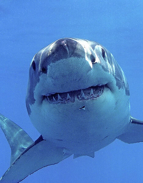 Great white shark (Carcharodon carcharias) underwater, Guadalupe Island, Mexico